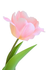 Fototapeta premium High-Quality PNG pink tulip flower on white background