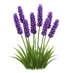 Naklejka premium Bunch of purple lavender flowers are shown in a white background