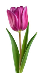 Naklejka premium Beautiful purple tulip on white