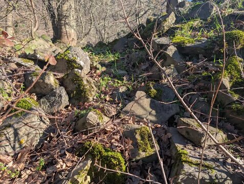 Rocce e muschio sul monte Nerone nelle Marche