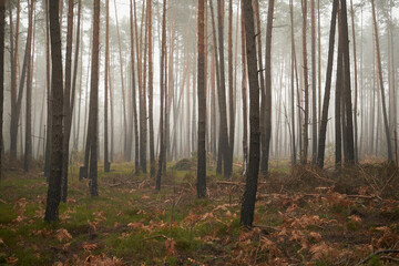 drzewa,mgła  © Marcin Łazarczyk