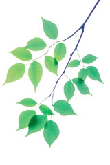 Fototapeta premium High-Quality PNG green leaves branch on white background