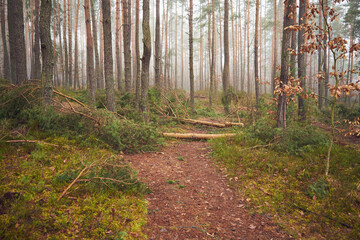 leśna droga,mgła  © Marcin Łazarczyk