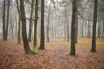 parkowa ścieżka ,mgła  © Marcin Łazarczyk