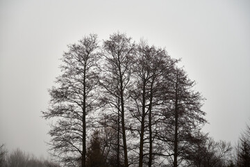 drzewa.mgła  © Marcin Łazarczyk