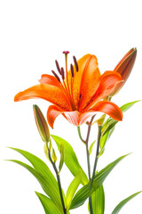 High-Quality PNG orange lily flower on white background