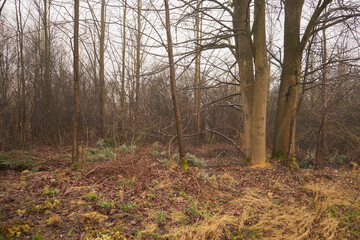 drzewa,mgła  © Marcin Łazarczyk