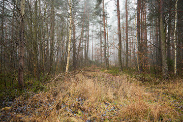 las,mgła  © Marcin Łazarczyk