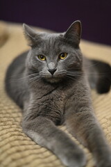 gray cat lies on the sofa