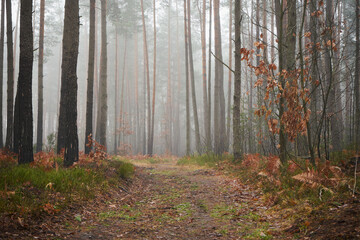 leśna droga,mgła  © Marcin Łazarczyk