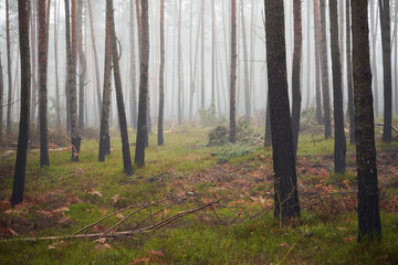 las,mgła