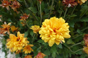 Close up of amber yellow flowers of Chrysanthemums in October