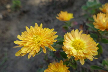 Close view of amber yellow flowers of Chrysanthemums in mid October