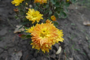 Closeup of amber yellow flowers of Chrysanthemums in mid October