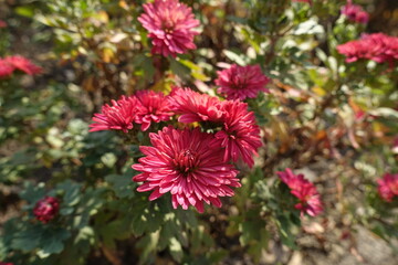Close up of magenta colored flowers of Chrysanthemums in mid October