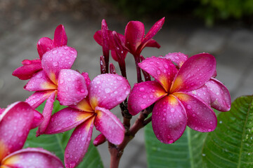 Pitahaya/Plumeria blossom with raindrops right after rain