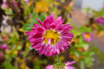 Fototapeta premium Closeup of pink, white and yellow flower of Chrysanthemum with raindrops in December