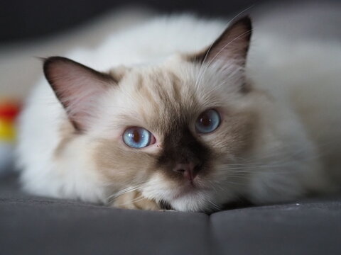 Ragdoll cat relaxing on a sofa
