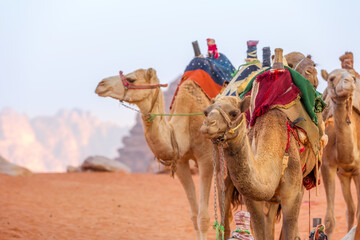 Camels with saddle in Jordan desert