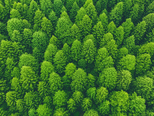 Forest from above