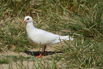 白い鳩