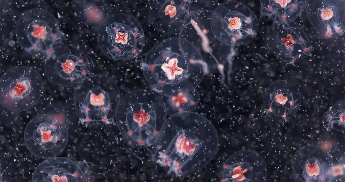 Colony jellyfish Bougainvillia superciliaris under microscope, family Bougainvilliidae. Feed on various planktonic crustaceans Copepods and they larval stages. White Sea