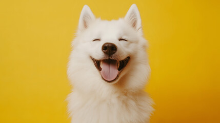 A joyful samoyed