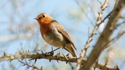 robin on a branch