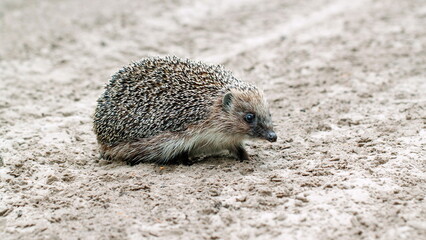 hedgehog on the ground © lazalnik