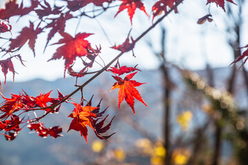 城峯公園　紅葉風景　紅葉