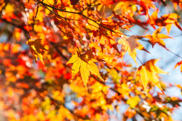 城峯公園　紅葉風景　紅葉