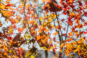 城峯公園　紅葉風景　紅葉