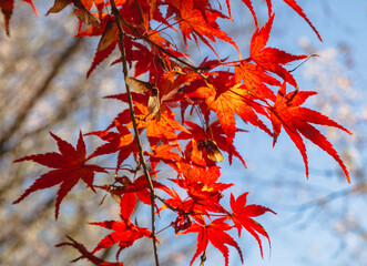 城峯公園　紅葉風景　紅葉