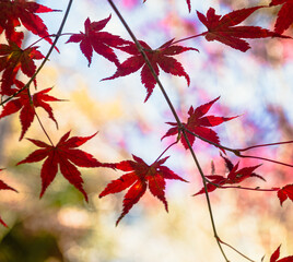 城峯公園　紅葉風景　紅葉