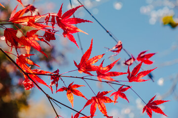 城峯公園　紅葉風景　紅葉