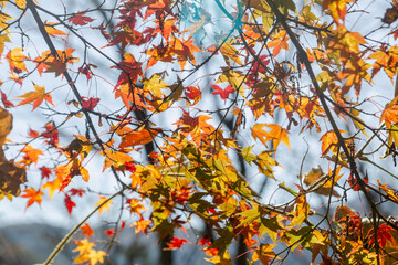 城峯公園　紅葉風景　紅葉
