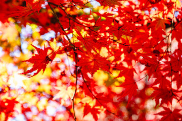 城峯公園　紅葉風景　紅葉