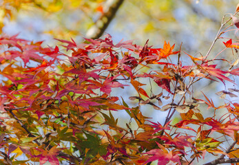 城峯公園　紅葉風景　紅葉