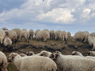 Obraz premium Flock of Sheep Grazing on Rolling Green Hills Under a Cloudy Sky