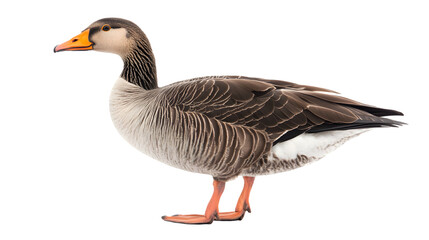 Fototapeta premium Elegant Gray Goose on White Background – Nature Wildlife Stock Photo
