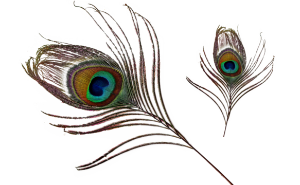 peacock feather isolated on white