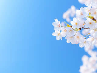 Fototapeta premium spring background