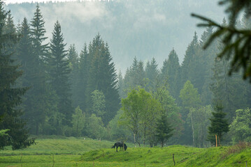 Tannenwald und Lichtung - Ein Pferd im mystischen Morgenlicht