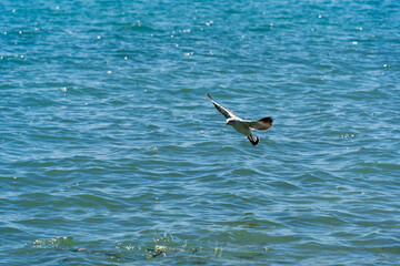 Seagulls glide low over the sea