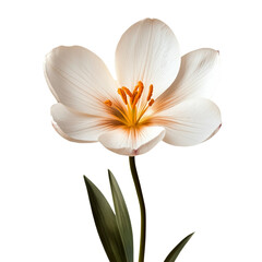 Obraz premium White flower with a yellow center.