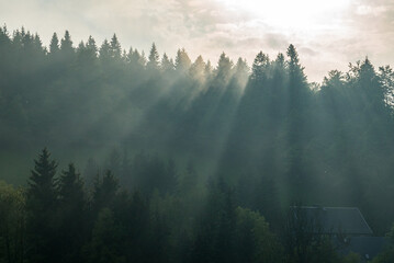 Tannenwald und Lichtung im mystischen Morgenlicht