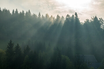 Dunkler Wald und Nebel: Die geheimnisvolle Seite der Natur