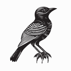 Naklejka premium Bowerbird Image Vector. Black and white Bowerbird Stock Illustration on white background.