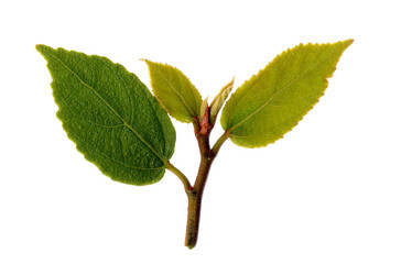 Fototapeta premium green leaves isolated on white background
