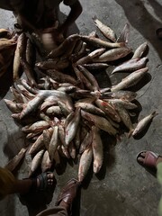 fresh fish at the market